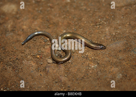 Gesäumten geschmeidig Skink, Lygosoma Lineata, Aarey Milch Kolonie, Mumbai. Stockfoto