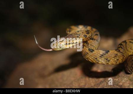 CEYLON Katze Schlange Boiga Ceylonensis, leicht giftige gemeinsame Mahableshwar, Satara Bezirk, Maharashtra, Indien Stockfoto