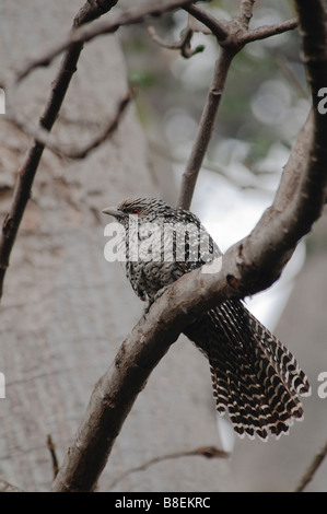 weibliche asiatische Koel Eudynamys Scolopacea sitzt auf einem Baum Agra Indien Stockfoto