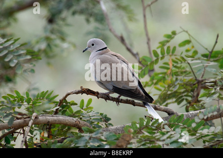Eurasian Collared Taube Streptopelia Decaocto sitzt auf einem Baum Agra Indien Stockfoto