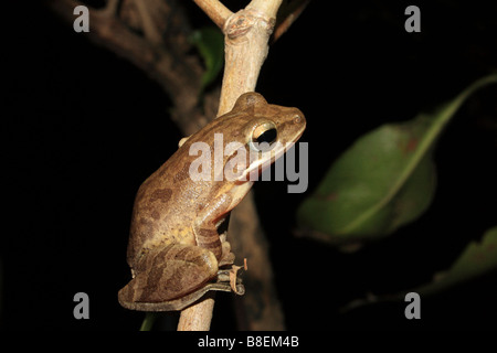 Gemeinsamen Laubfrosch (Polypedates Maculatus) Aarey Milch Kolonie, Mumbai, Indien Stockfoto