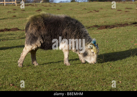 Herdwick Schafe weiden Stockfoto