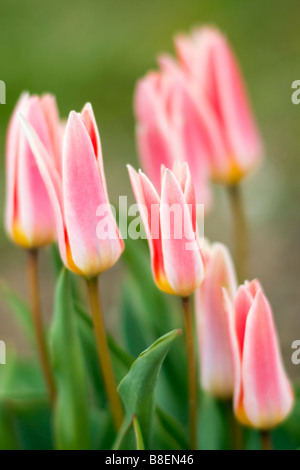 Nelke Tulpen im Garten Stockfoto