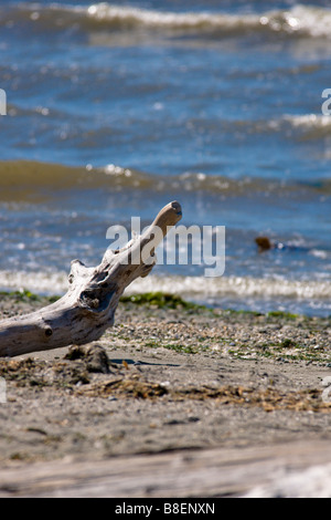 Ein einsamer Stück Treibholz an einem steinigen Strand am Puget Sound, Seattle. Stockfoto