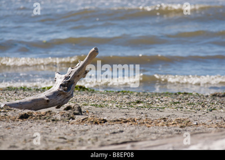 Ein einsamer Stück Treibholz an einem steinigen Strand am Puget Sound, Seattle. Stockfoto