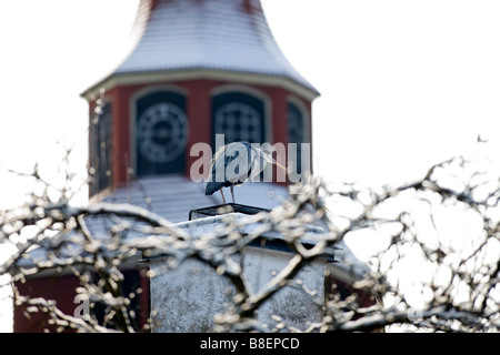 Graureiher im winter Stockfoto