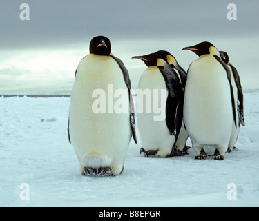 Kaiserpinguine stehen auf dem Meereis der Ross-See, Antarktis. Stockfoto