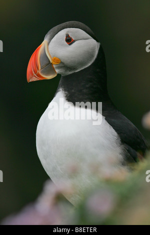 Papageitaucher Fratercula Arctica zwischen Blumen, Shetland-Inseln Stockfoto