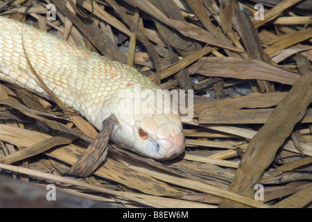 Albino-Cobra bei Arusha Reptile Centre Tansania Stockfoto