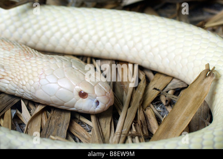 Albino-Cobra bei Arusha Reptile Centre-Tansania Stockfoto