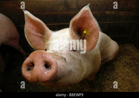 Ein Ferkel Stockfoto