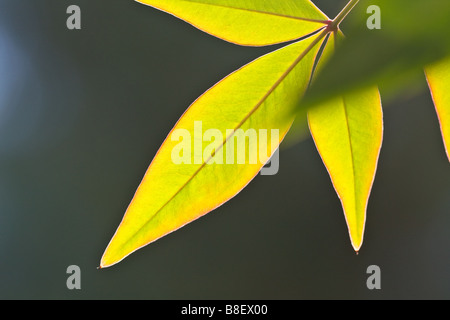 Nahaufnahme von Nandina Domestica, die himmlischen Bambus Hintergrundbeleuchtung auf dunklem Hintergrund Blätter Stockfoto