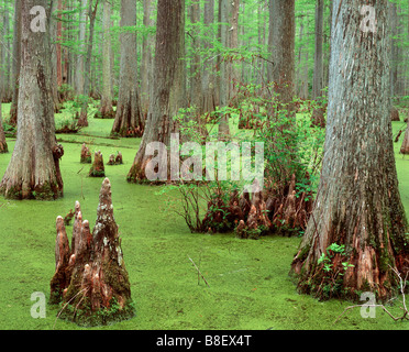 Baldcypress (Taxodium Distichum) in Heron Teich, Cache River State Natural Area, Illinois Stockfoto