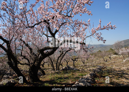 Mandel Obstgarten, in der Nähe von Benimaurell, Vall de Laguar, Provinz Alicante, Comunidad Valenciana, Spanien Stockfoto