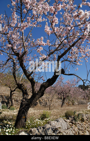 Mandel Obstgarten, in der Nähe von Benimaurell, Vall de Laguar, Provinz Alicante, Comunidad Valenciana, Spanien Stockfoto