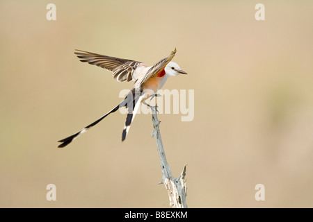 Schere – Tailed Flycatcher Stockfoto