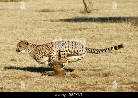 Laufenden Geparden Stockfoto