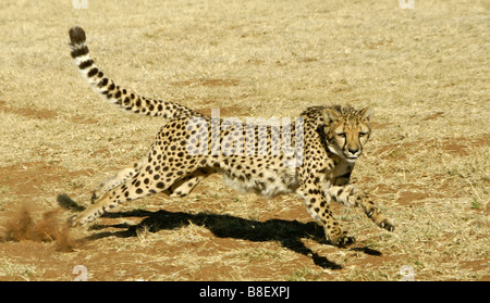 Laufenden Geparden Stockfoto