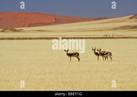 Springbock auf Grünland, Namib-Naukluft Park, Namibia Stockfoto