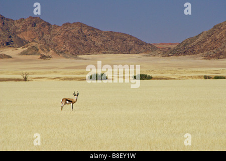 Springbock auf Grünland, Namib-Naukluft Park, Namibia Stockfoto