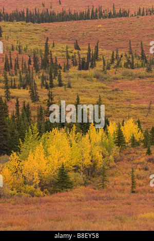 Tundra in Fall colors Denali National Park Alaska Stockfoto