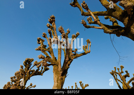 Tilleul beschnitten / Linden, Indre-et-Loire, Frankreich. Stockfoto