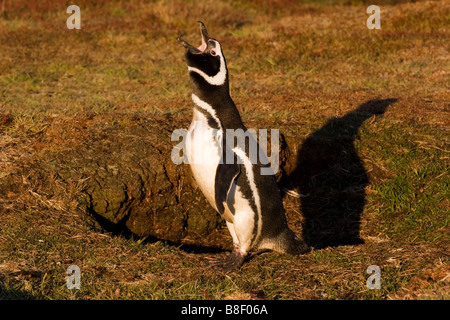 Ein Magellanic Penguin anzeigen am Eingang seiner Nest burrow Stockfoto