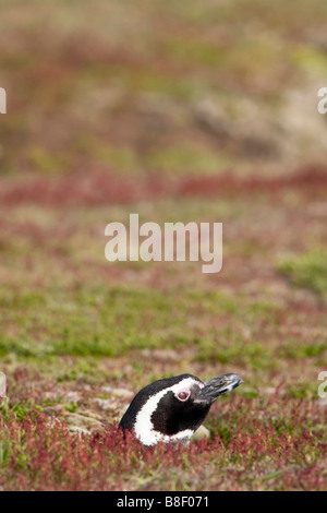 Magellanic Penguin am Nesteingang Fuchsbau Stockfoto