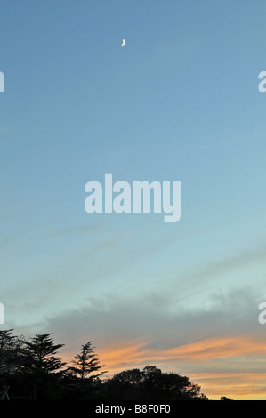 Porträt von a South African Dawn mit einer Mondsichel am blauen Himmel über dem roten Wolken und Tannen Stockfoto