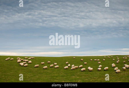 Schwarz konfrontiert Schaf Ovis Aries Herde weiden am Dunnottar in der Nähe von Stonehaven Grampian Region Schottland UK SCO 2189 Stockfoto