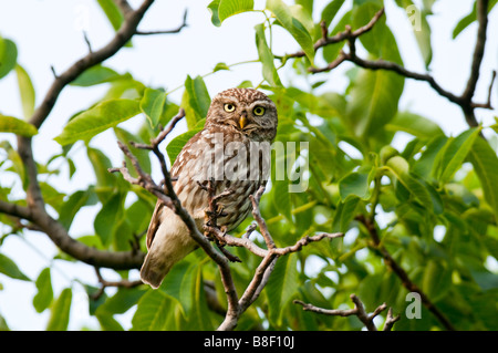 Steinkauz (Athene Noctua) - Steinkauz Stockfoto