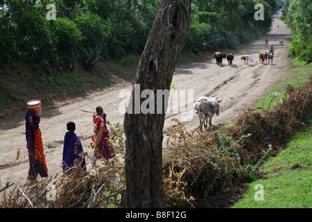 Massai mit Rindern auf einem Feldweg Nead Arusha in Tansania Stockfoto