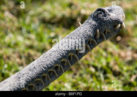 Israel Golanhöhen Hamat Gader Krokodil farm schlanken snouted Krokodil Crocodylus cataphractus Stockfoto