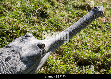 Israel Golanhöhen Hamat Gader Krokodil farm schlanken snouted Krokodil Crocodylus cataphractus Stockfoto