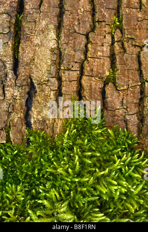 Moos auf der Rinde von einem gefallenen Baumstamm Stockfoto