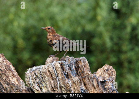 Juvenile Amsel, Turdus Merula, auf Baumstumpf stehend gefüllt mit Talg zu gewinnen und die Vögel zu füttern Stockfoto