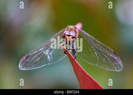 Frontale Ansicht Nahaufnahme von Gemeine Darter, Sympetrum striolatum auf Blatt im August in Bournemouth, Dorset UK Stockfoto