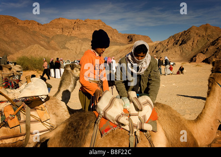 Zwei Beduinen Männchen inspizieren ein Kamel vor den jährlichen Kamelrennen in Ägypten Stockfoto