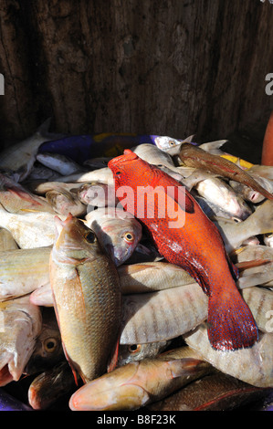 Haufen mit roten Garoupa (Epinephelus Taeniops) Fisch, Fisch Markt, Sal Rei, Boa Vista Island, Republik Kap Verde Stockfoto