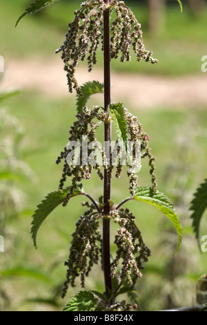 Nahaufnahme von Brennnessel, Urtica Dioica, im Sommer in Dorset Stockfoto