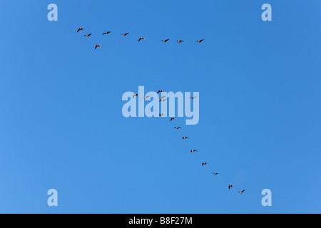 Pink-footed Gans Anser Brachyrhynchos Herde im Flug in V-Formation vor blauem Himmel Stockfoto