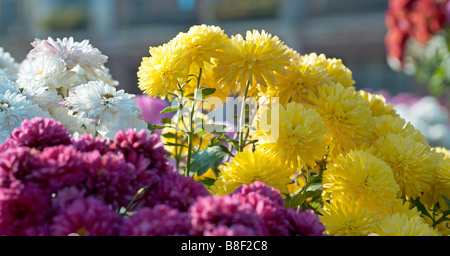 Schöne bunte Chrysantheme Blume Herbst lebendigen Hintergrund Stockfoto