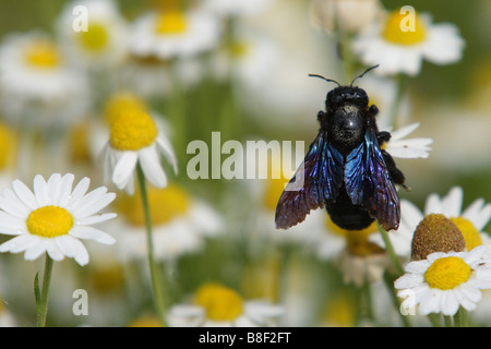 Europäische Holzbiene Stockfoto