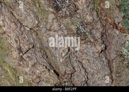 Rinde des Baumes Trauerweide Stockfoto