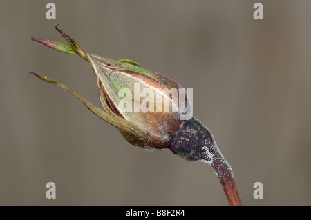 Botrytis (Grauschimmel) auf eine rose Blume Knospe Stockfoto