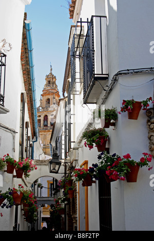 Die Calleja de Las Flores in Córdoba, Andalusien, Spanien. Stockfoto