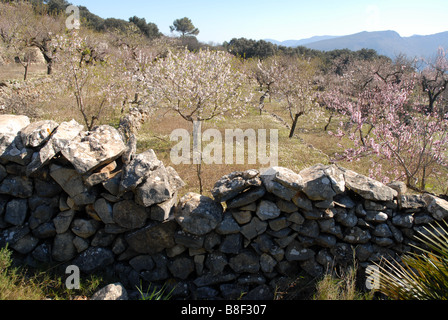 bröckelt Trockenmauer & Mandel Obstgarten, in der Nähe von Benimaurell, Vall de Laguar, Provinz Alicante, Comunidad Valenciana, Spanien Stockfoto