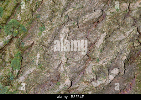 Rinde des Baumes Trauerweide Stockfoto