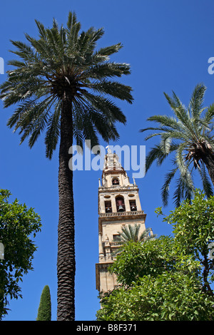 Der Patio de Los Naranjos, im Inneren der Mezquita in Córdoba, Andalusien, Spanien Stockfoto
