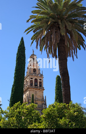 Der Patio de Los Naranjos, im Inneren der Mezquita in Córdoba, Andalusien, Spanien Stockfoto
